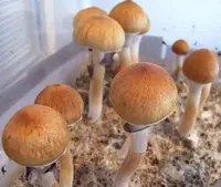 penis envy mushroom