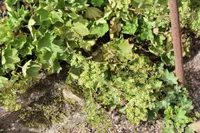 Alchemilla murbeckiana