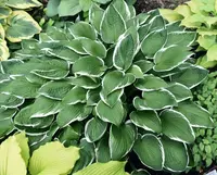 Hosta
