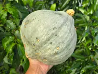 Winter Squash (Cucurbita maxima 'Blue Hubbard') plant