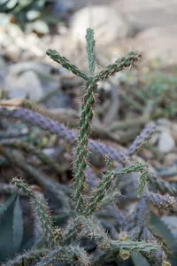 triangle bur ragweed