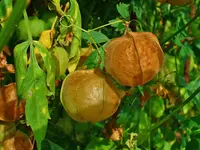 balloon vine (Cardiospermum halicacabum) plant