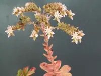 Haworth's aeonium (Aeonium haworthii) plant