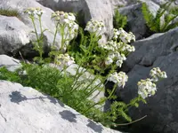 Achillea clusiana (Achillea clusiana) plant