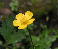 creeping buttercup