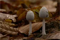 Snowy Inkcap (Coprinopsis nivea) plant