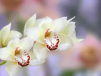Cymbidium ensifolium