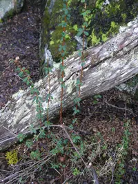 box-leaved barberry