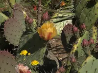 California Pricklypear