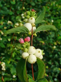 common snowberry (Symphoricarpos albus) plant