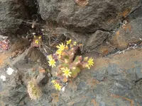 Aichryson villosum (Aichryson villosum) plant