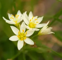 meadow garlic