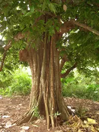 Polynesian Chestnut (Inocarpus fagifer) plant