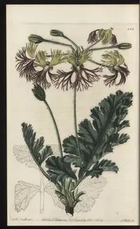 Orchid Pelargonium
