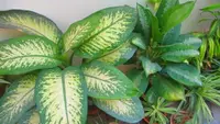Dieffenbachia Star Bright