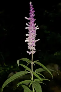 Mexican bush sage