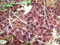 sphagnum (Sphagnum capillifolium) plant