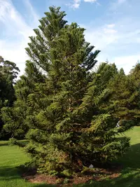 piggyback araucaria