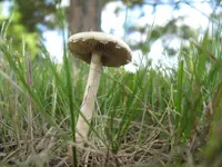 Bearded Fieldcap