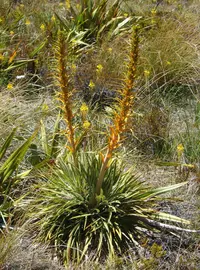 giant speargrass