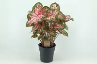 Fancy-leaf Caladium (Caladium 'Carolyn Whorton') plant