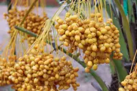 date palm