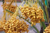 date palm (Phoenix dactylifera) plant