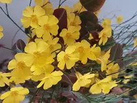 fire fern (Oxalis hedysaroides) plant