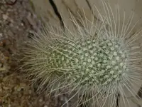 greenflower nipple cactus (Cochemiea barbata) plant