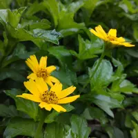 Bay Biscayne creeping-oxeye (Sphagneticola trilobata) plant