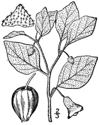 starhair groundcherry (Physalis viscosa) plant