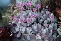 Kalanchoe pumila