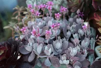 Kalanchoe pumila