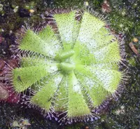 Floating Sundew