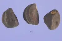 alamovine