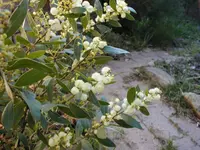 Myrtle Wattle (Acacia myrtifolia) plant