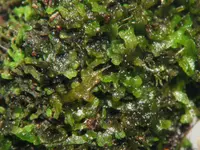 Jagged Germanderwort