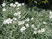 Snow-in-summer