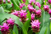 Curcuma alismatifolia blooms