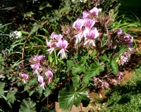 Heart-leaved pelagonium