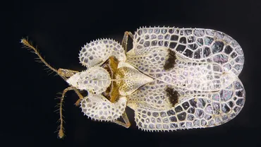Lace Bugs
