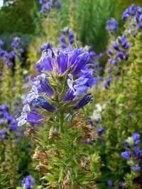 Great Blue Lobelia