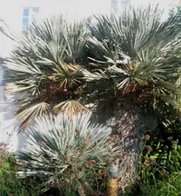 caranday palm