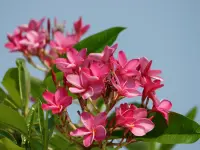 Plumeria rubra