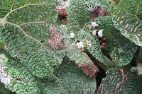 Begonia gehrtii
