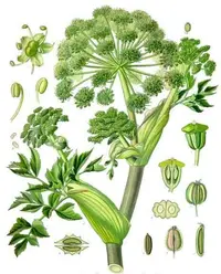 garden angelica