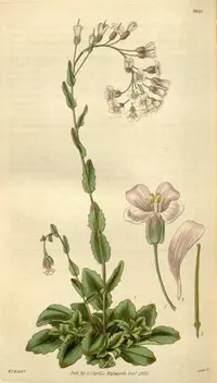 Rosy Cress (Arabis collina) plant
