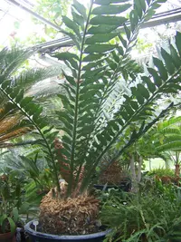 Tongaland cycad