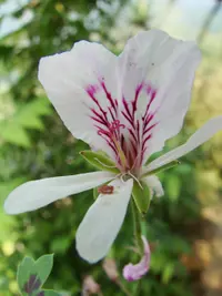 Regal geranium
