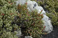 red crowberry
